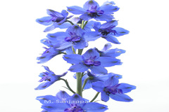 Delphinium malabaricum var. malabaricum